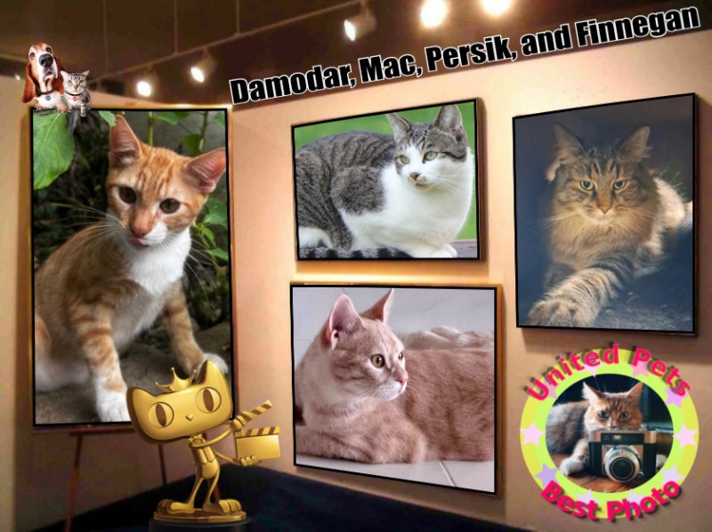 Mac of the Jax family