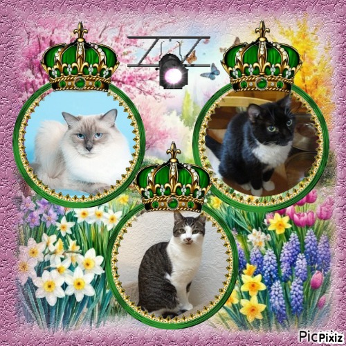 Mac of the Jax family