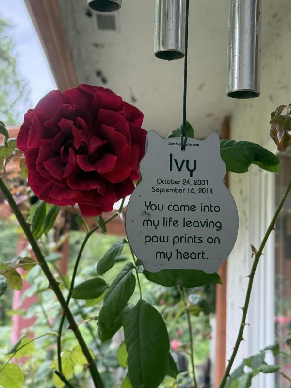 Ivy of the Jax family