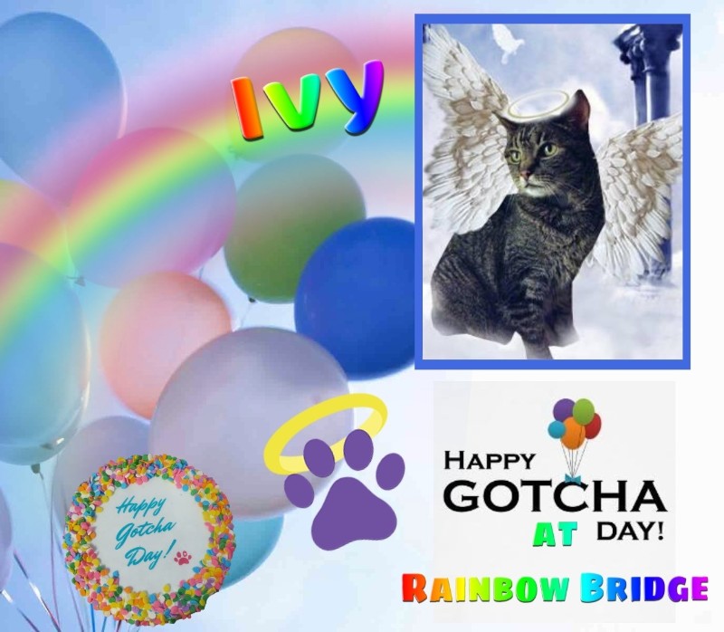 Ivy of the Jax family