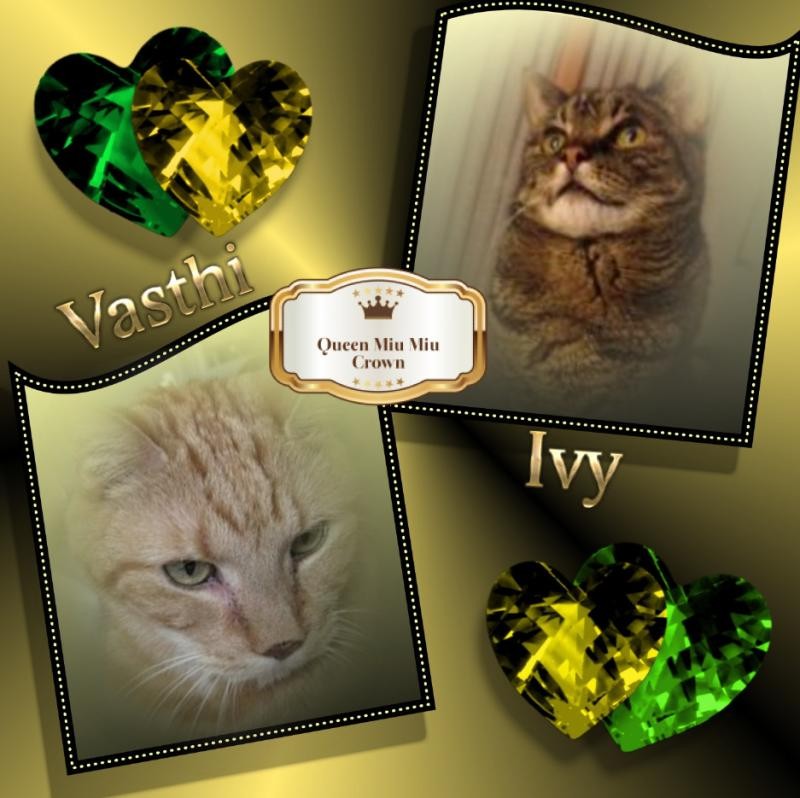 Ivy of the Jax family