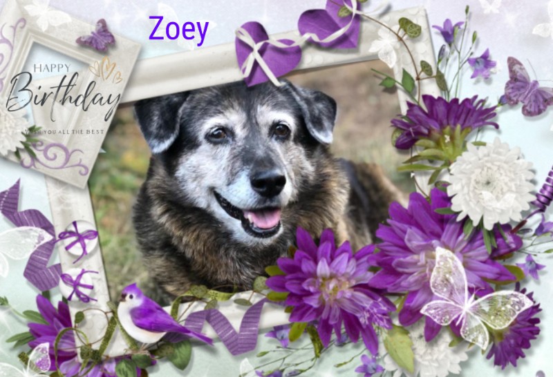 Zoey of the Jax family