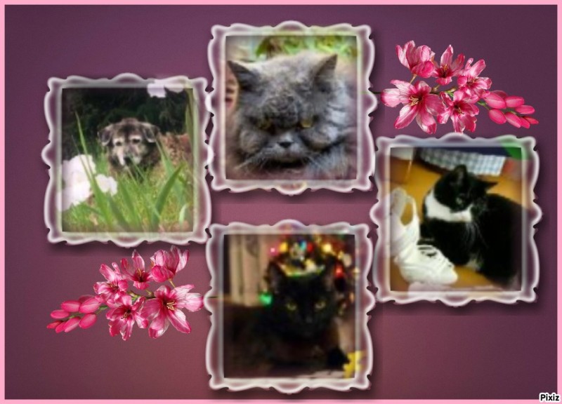 Zoey of the Jax family