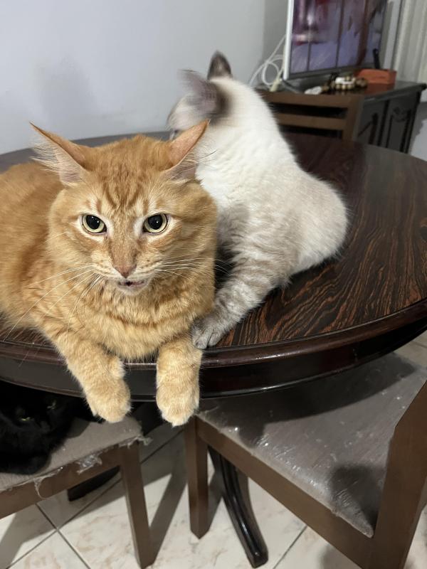 Kevin uploaded   364  day/s  ago