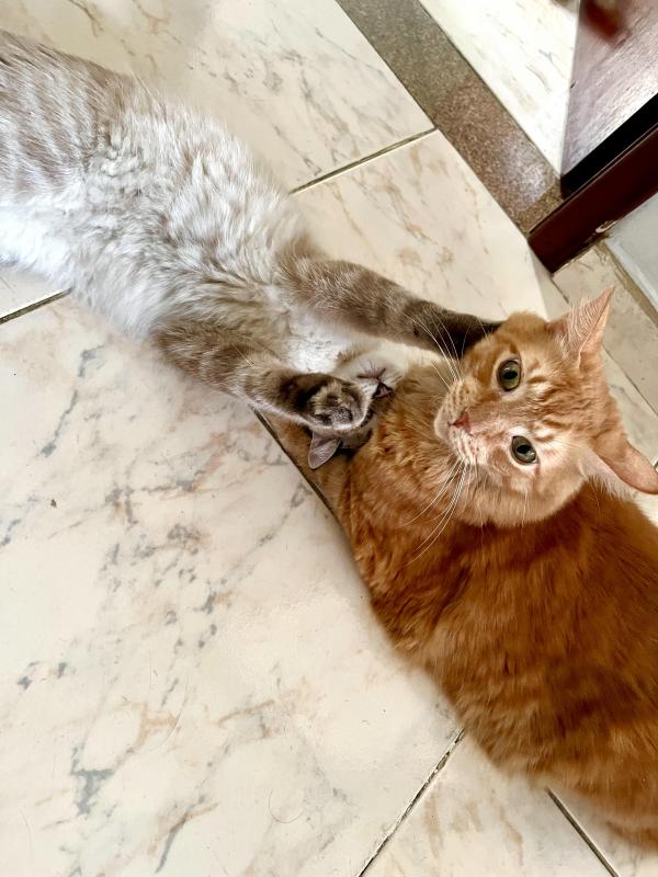 Kevin Fox of the Kevin family