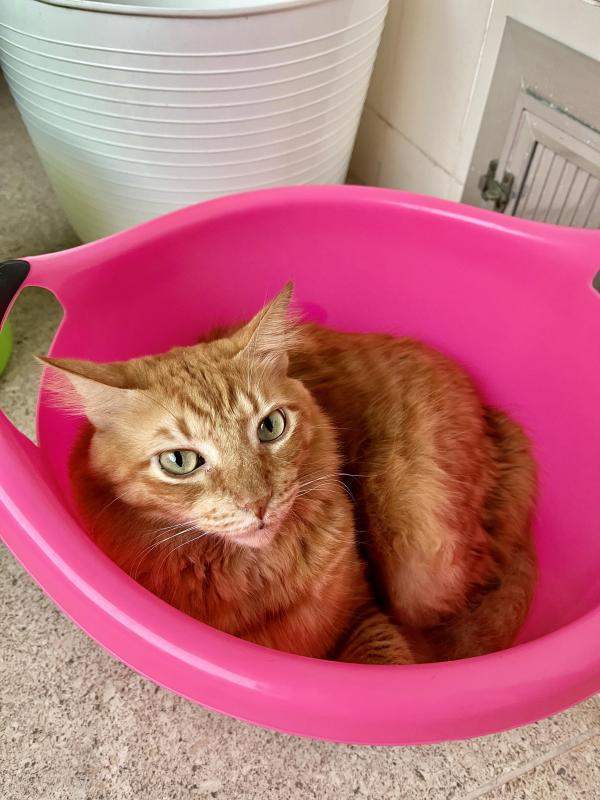 Kevin Fox of the Kevin family