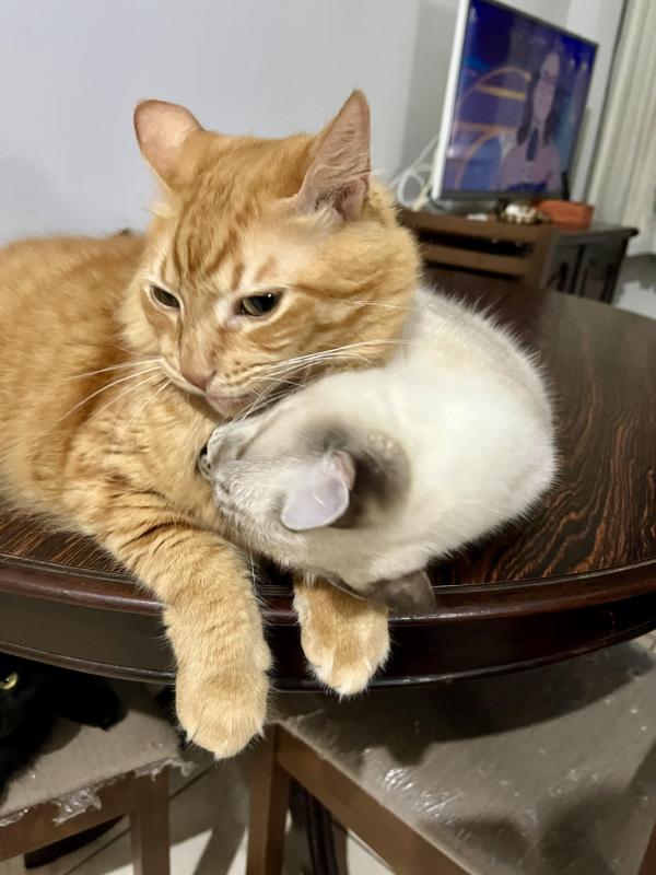 Kevin Fox of the Kevin family