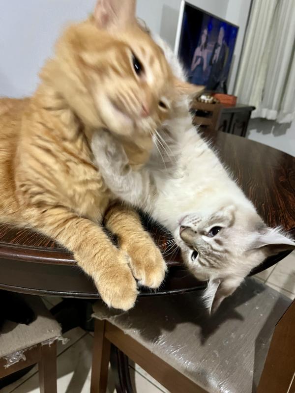 Kevin Fox of the Kevin family