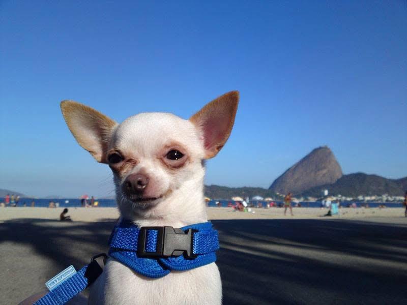 Paco of the Kevin family
