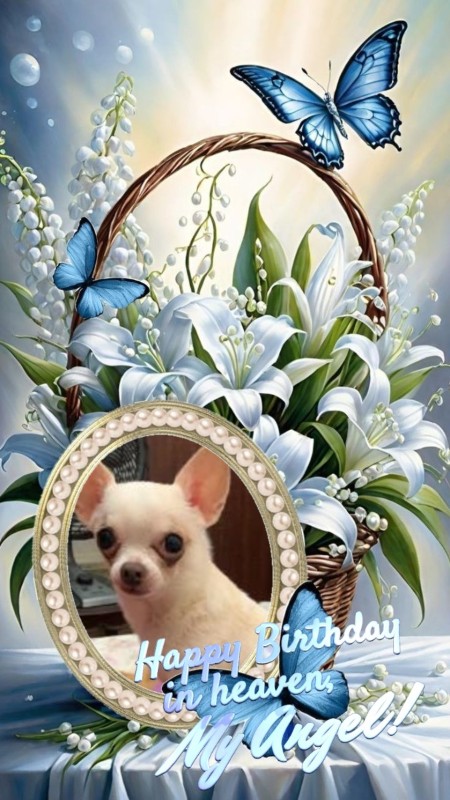 Paco of the Kevin family