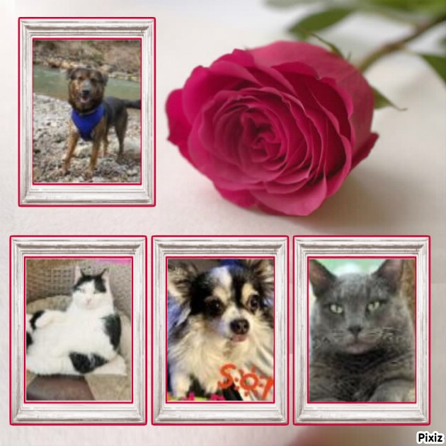 Sony of the Kevin family