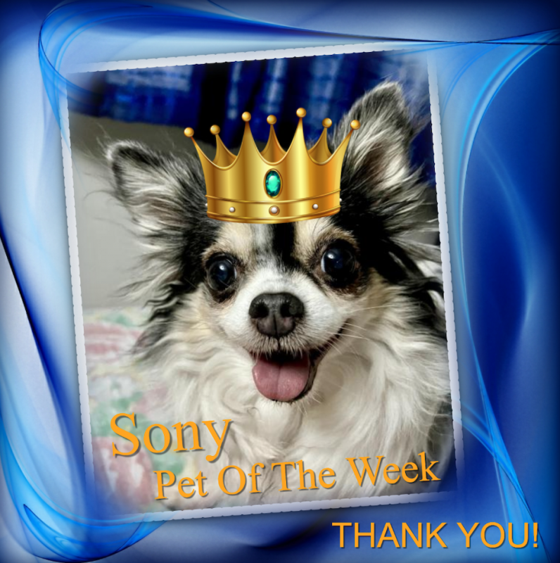 Sony of the Kevin family