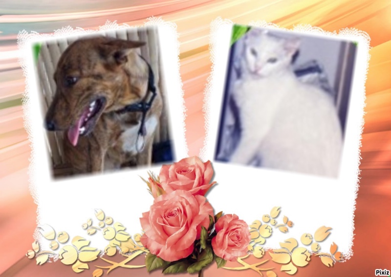 Beths Angels of the Kevin family