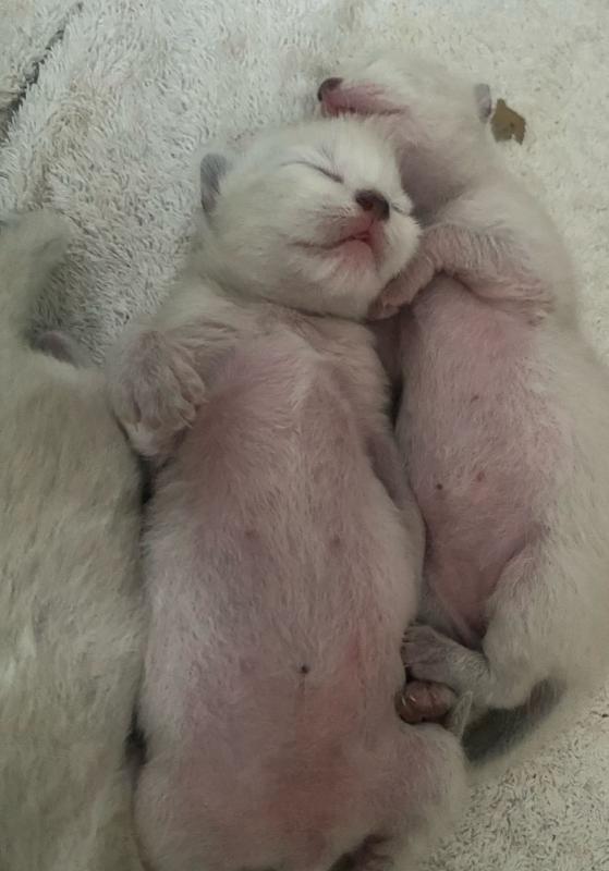 Kevin uploaded   361  day/s  ago