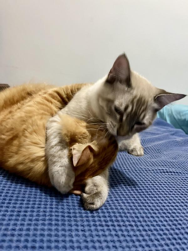 Kevin uploaded   343  day/s  ago