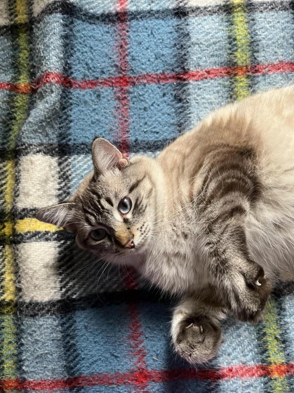 Jack of the Kevin family