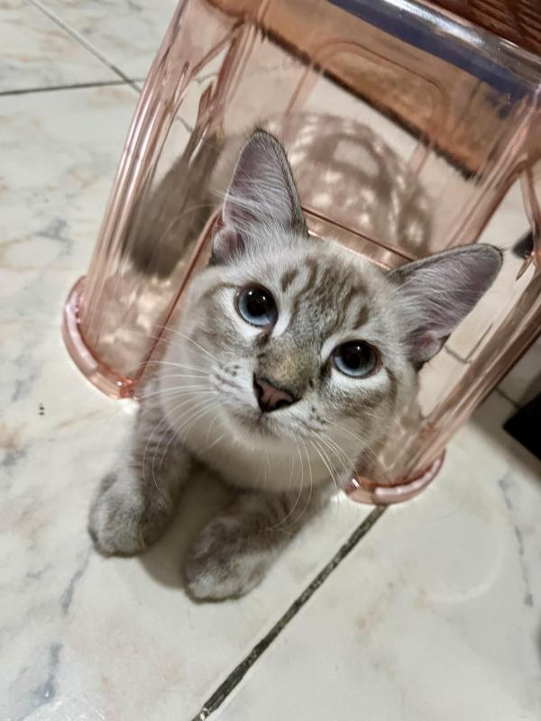 Kevin uploaded   361  day/s  ago