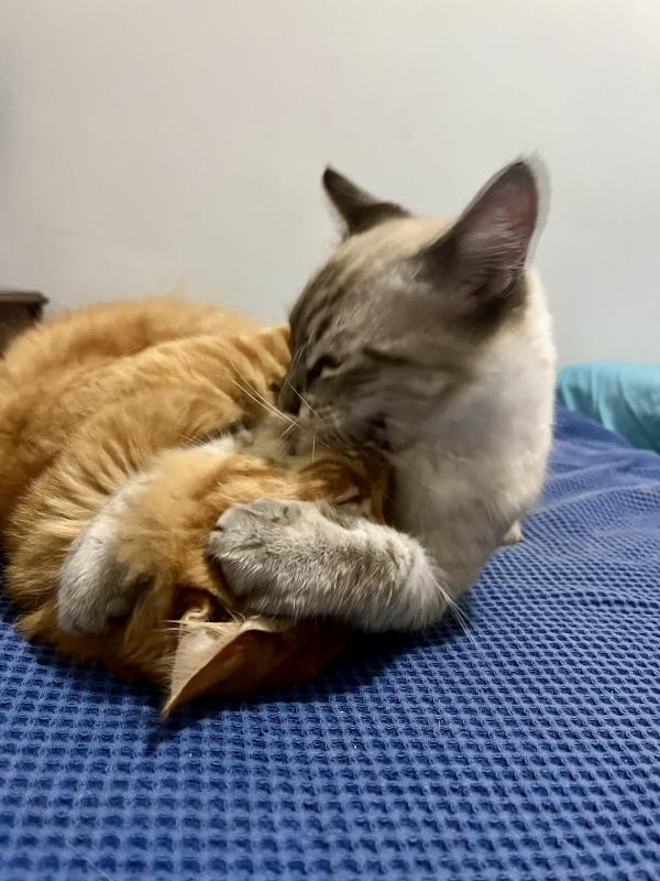 Kevin uploaded   343  day/s  ago