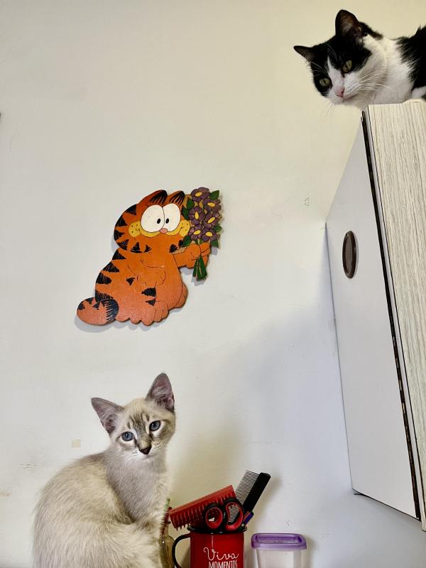 Kevin uploaded   1 year/s ago