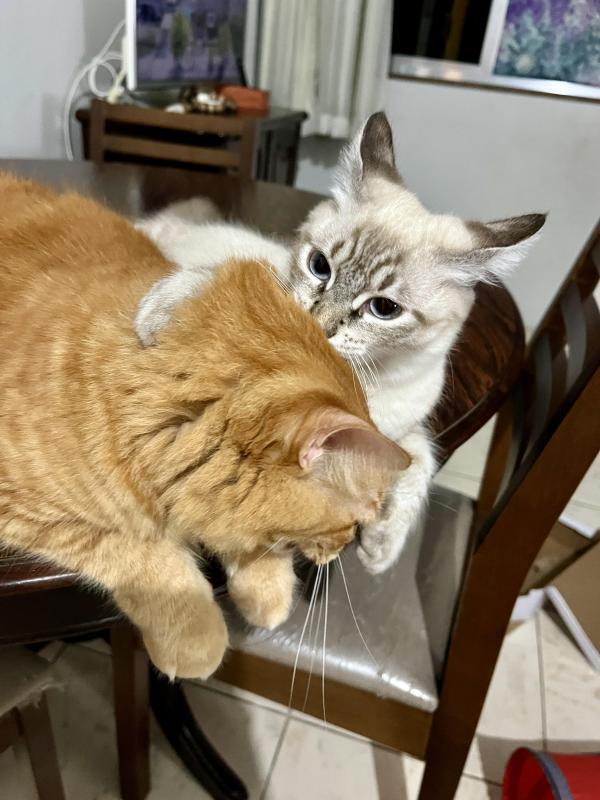 Kevin uploaded   361  day/s  ago