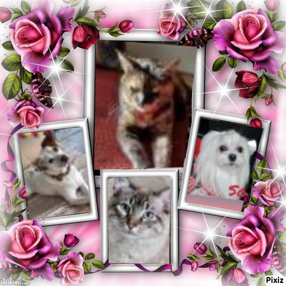 Jack of the Kevin family