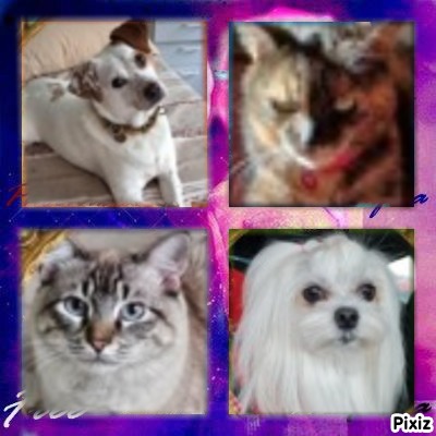 Jack of the Kevin family