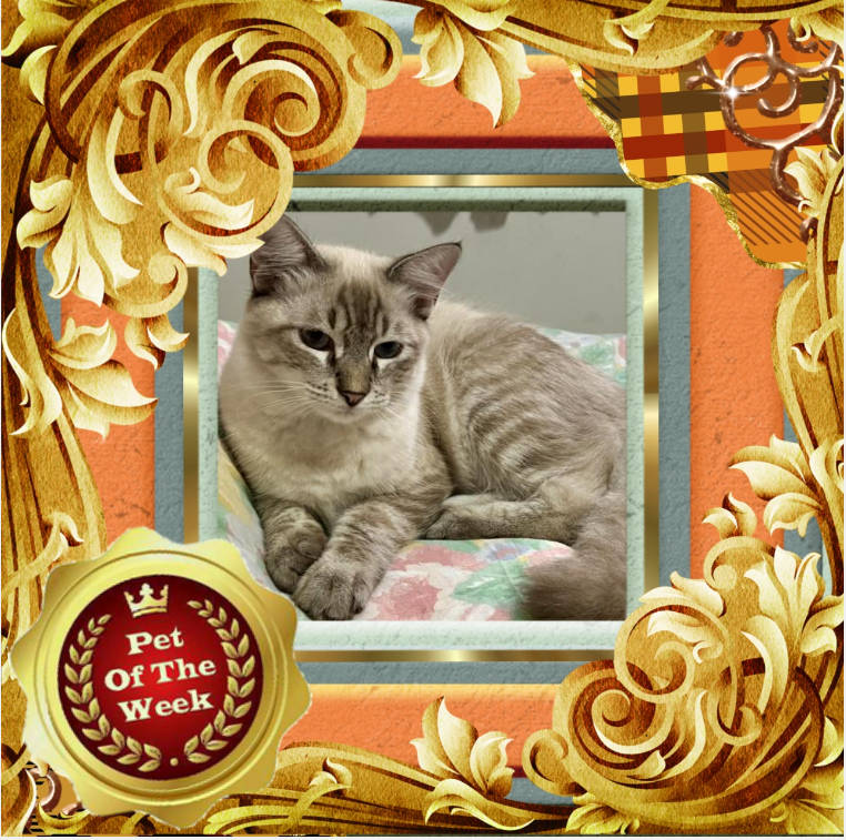 Jack of the Kevin family