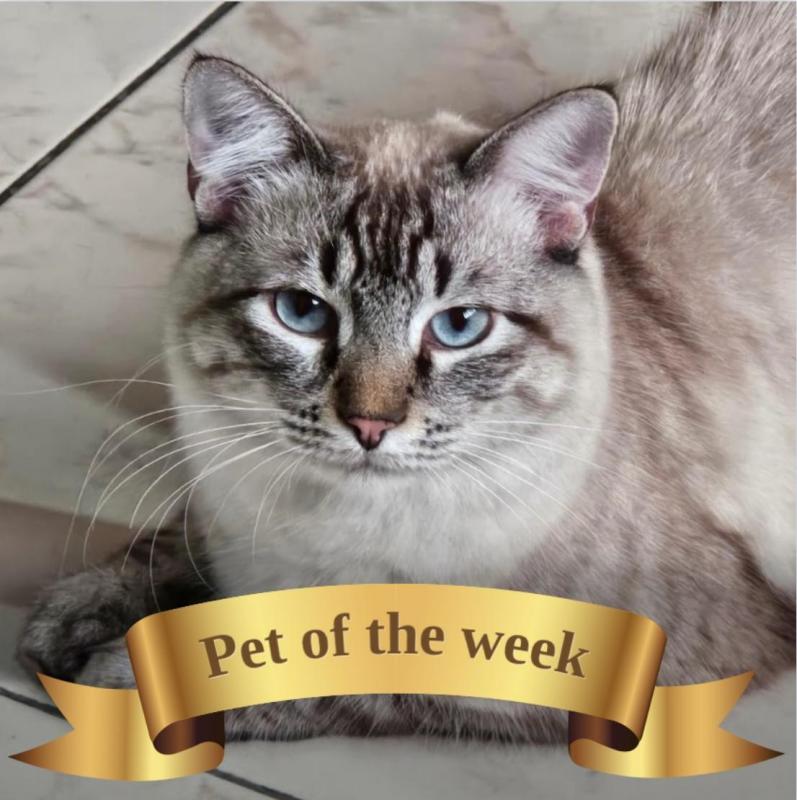 Jack of the Kevin family