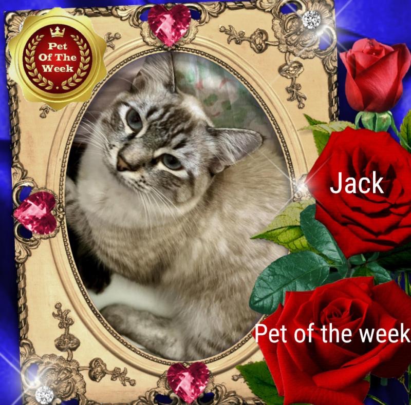 Jack of the Kevin family