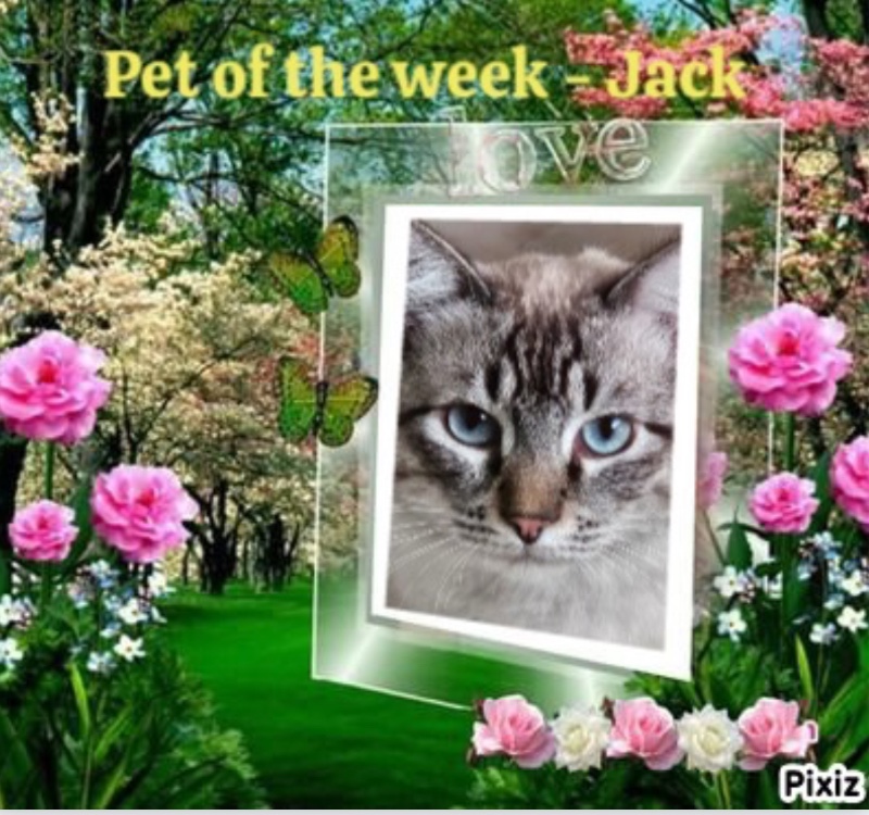 Jack of the Kevin family