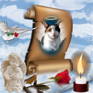 Angel Kelsee of the Lindakatz family