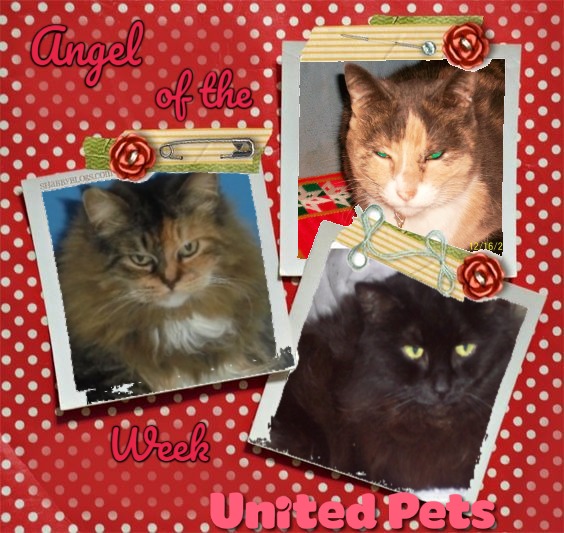 Ht Angel Girls of the Lindakatz family