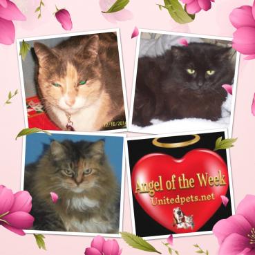 Ht Angel Girls of the Lindakatz family