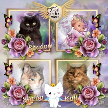 Ht Angel Girls of the Lindakatz family