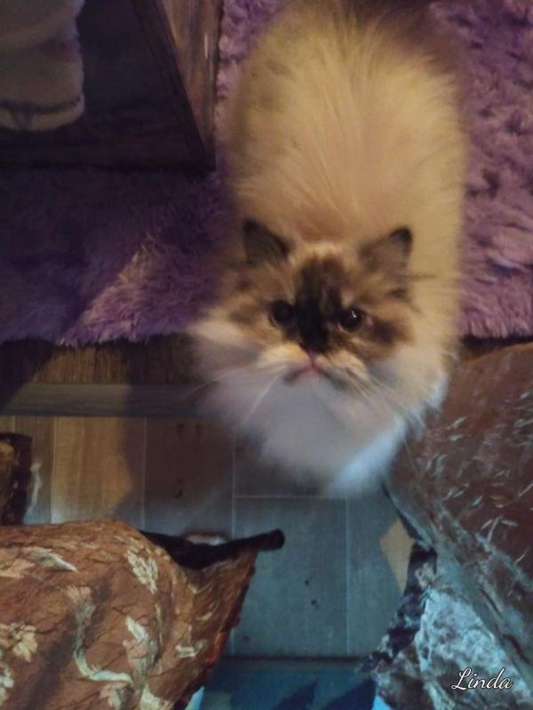 Pooh-bear of the Lindakatz family