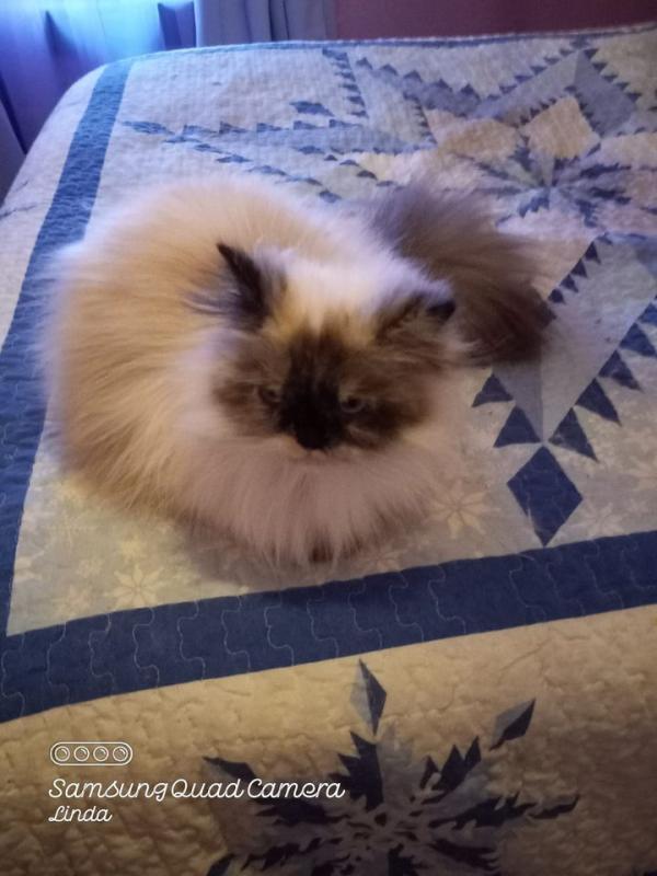 Pooh-bear of the Lindakatz family