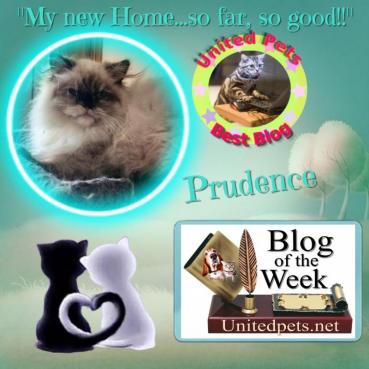 Pooh-bear of the Lindakatz family