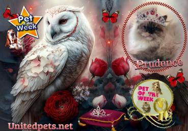 Pooh-bear of the Lindakatz family