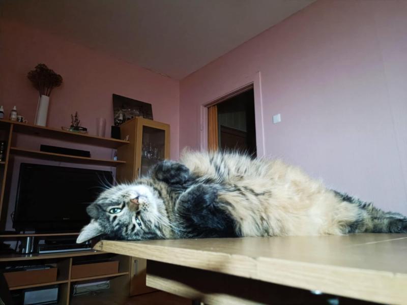 Ryanair of the Macavity family