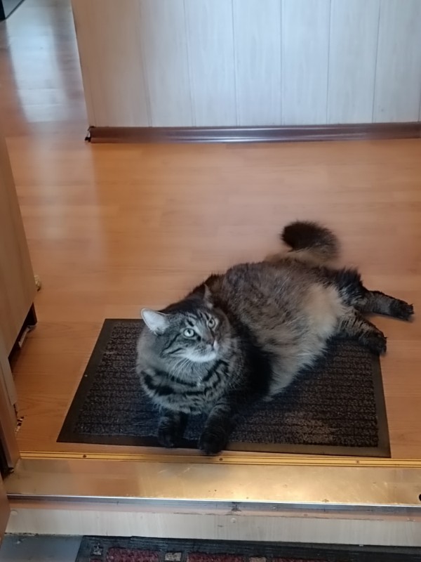 Macavity uploaded   3 year/s ago