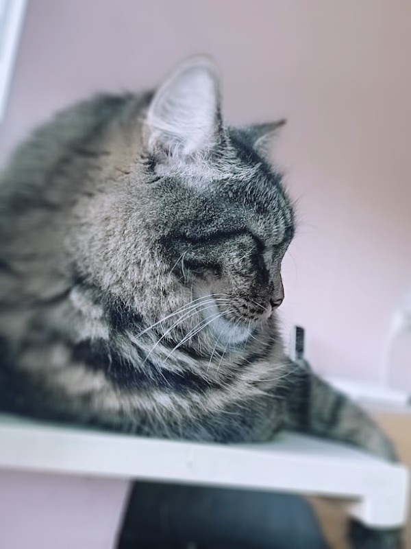 Macavity uploaded   2 year/s ago
