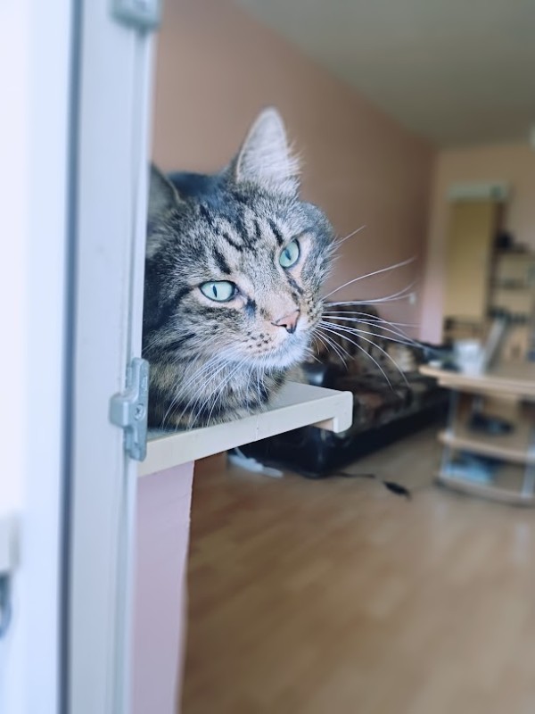 Macavity uploaded   2 year/s ago