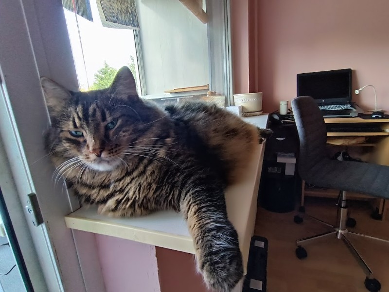 Ryanair of the Macavity family