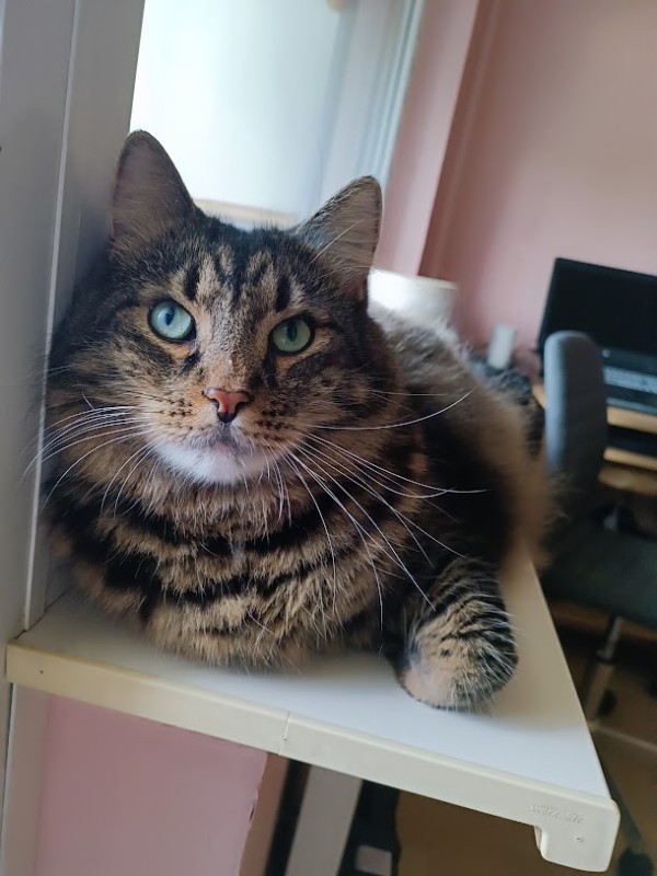 Ryanair of the Macavity family