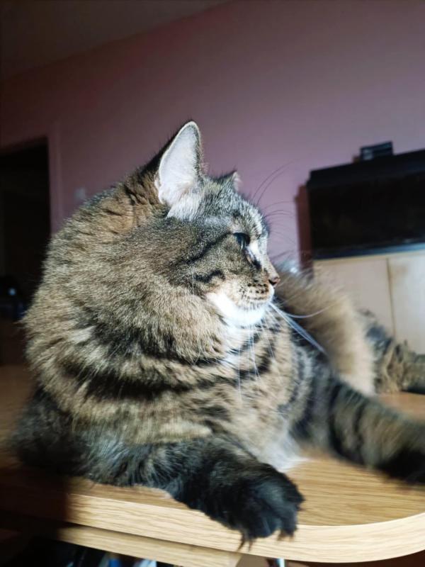 Ryanair of the Macavity family