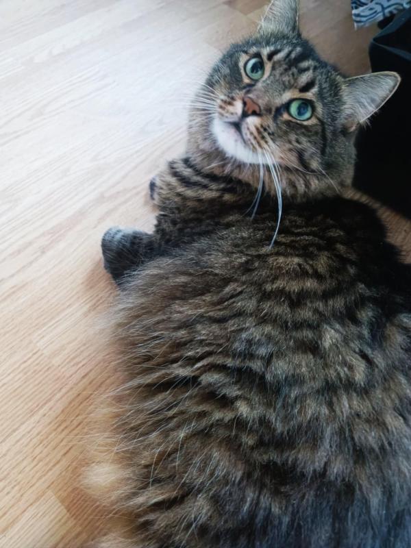 Ryanair of the Macavity family