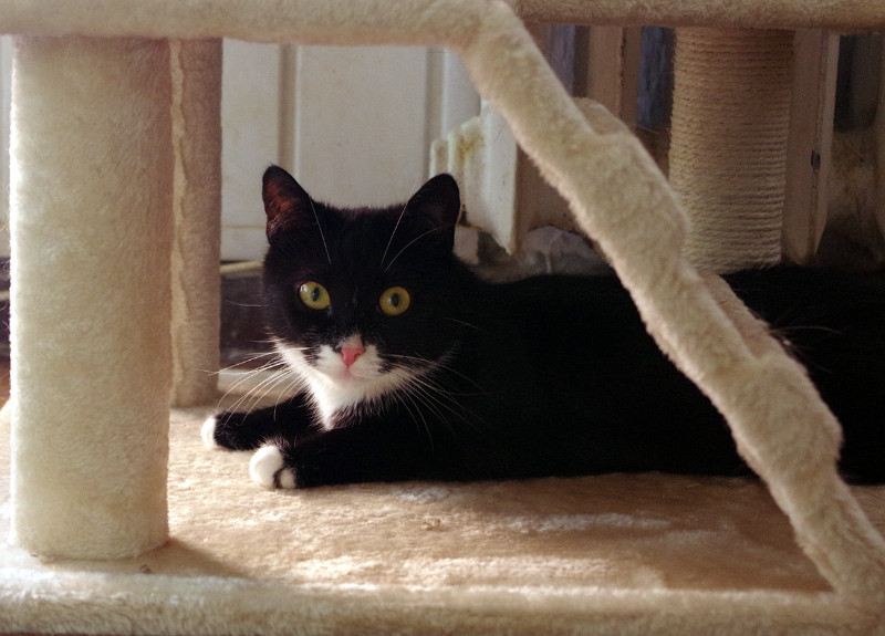 Betka of the Maja family