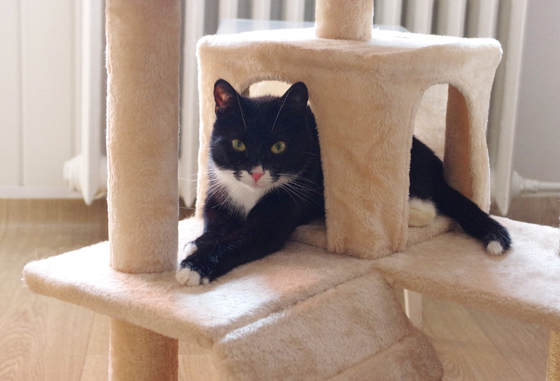 Betka of the Maja family