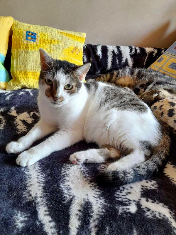 MaciuÅ› of the Maja family