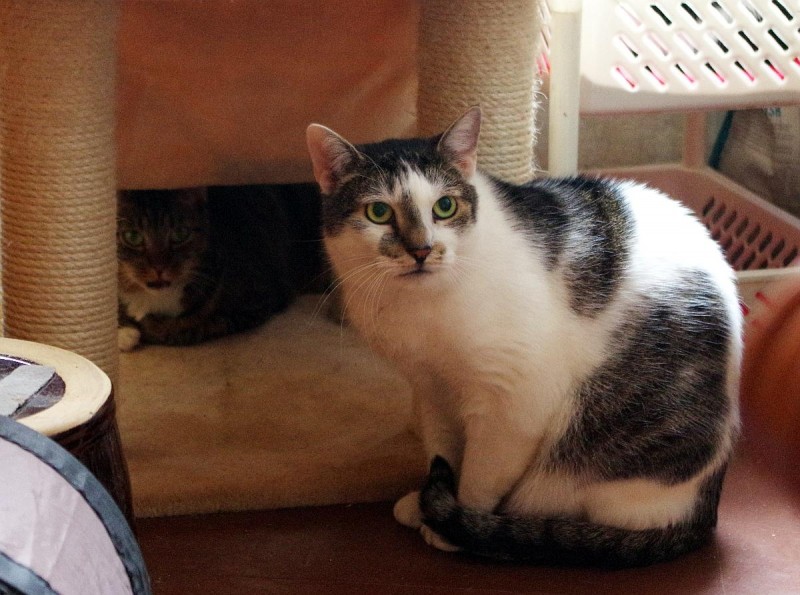 MaciuÅ› of the Maja family